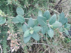 Lonicera periclymenum