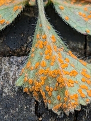 Phragmidium mexicanum