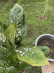Dieffenbachia
