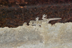 Tarentola mauritanica mauritanica