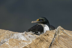 Leucocarbo carunculatus