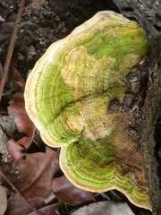 Trametes villosa