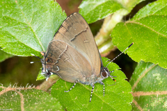 Calycopis bellera