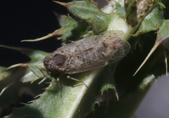 Melanoliarus aridus