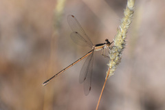 Lestes alacer