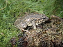 Discoglossus galganoi