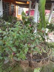 Portulaca granulatostellulata