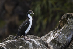 Leucocarbo carunculatus