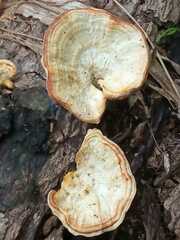 Mycorrhaphium adustum