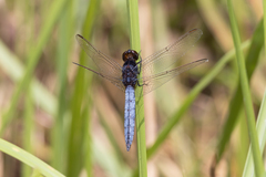 Crocothemis nigrifrons