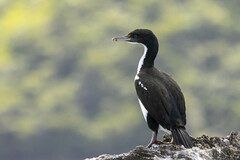 Leucocarbo carunculatus