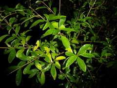 Ligustrum