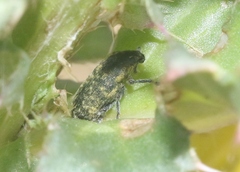 Rhinocyllus conicus