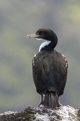 Leucocarbo carunculatus