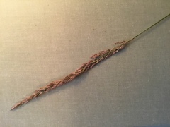 Agrostis exarata
