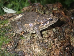 Discoglossus galganoi