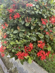 Ixora coccinea