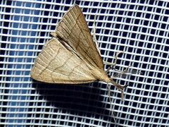 Polypogon tentacularia