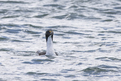 Leucocarbo carunculatus