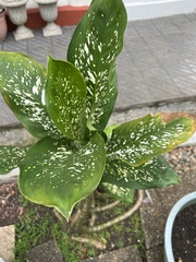 Dieffenbachia