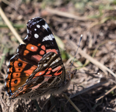 Vanessa altissima