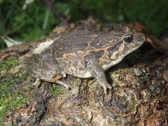 Discoglossus galganoi