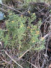 Euthamia caroliniana