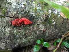 Tulasnella aurantiaca