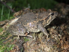 Discoglossus galganoi