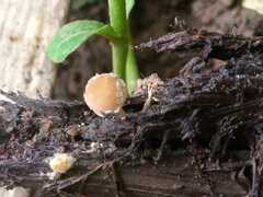 Simocybe centunculus