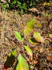 Ditrysinia fruticosa