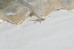 Tarentola mauritanica mauritanica