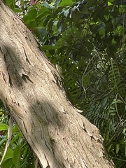 Anolis baleatus