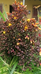 Hatiora salicornoides