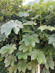 Cecropia peltata