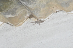 Tarentola mauritanica mauritanica