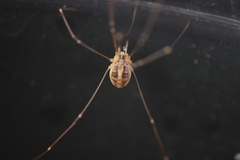 Cosmobunus granarius