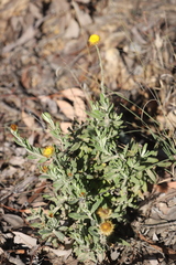Coronidium oxylepis lanatum