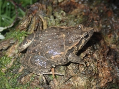Discoglossus galganoi