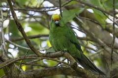 Cyanoramphus malherbi