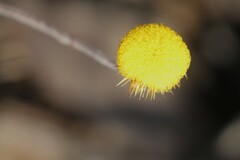 Coronidium oxylepis lanatum