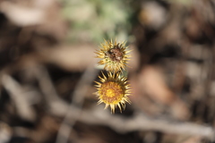 Coronidium oxylepis lanatum