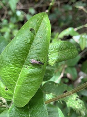 Ectatomminae