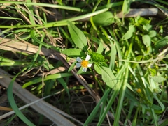 Bidens alba