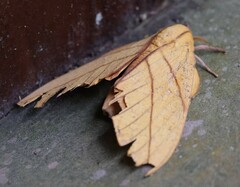 Adeloneivaia