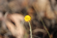 Coronidium oxylepis lanatum