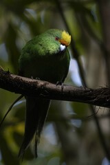 Cyanoramphus malherbi