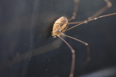 Cosmobunus granarius