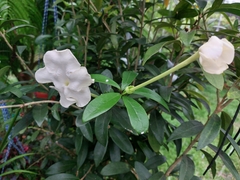 Brunfelsia undulata