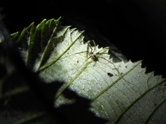 Dicranopalpus larvatus
